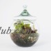 Envelor Home and Garden Superior Quality Glass Terrariums Hanging Teardrop Glass Terrarium Indoor Succulent Decor DIY No Plants and Options With Plants   570115553